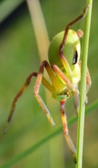 Neosparassus patellatus
