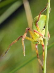 Neosparassus patellatus