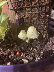 Leucocoprinus birnbaumii