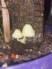Leucocoprinus birnbaumii