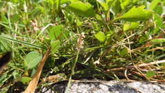 Zoysia pacifica