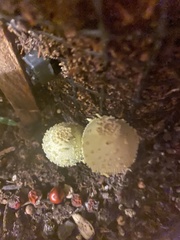 Leucocoprinus birnbaumii