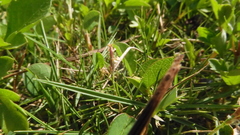 Zoysia pacifica