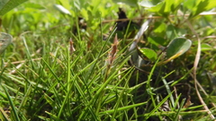 Zoysia pacifica