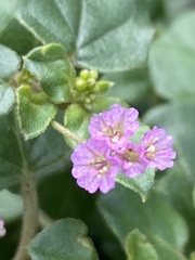 Boerhavia diffusa