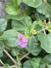 Boerhavia diffusa