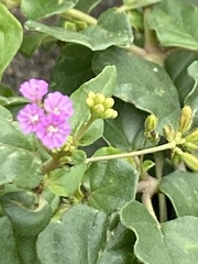 Boerhavia diffusa