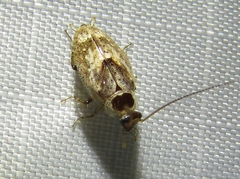 Plectoptera