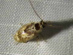 Plectoptera