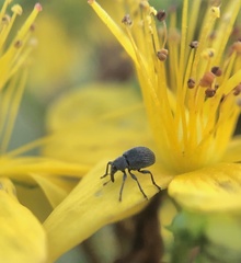 Pseudoperapion brevirostre