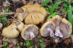 Thaxterogaster porphyropus