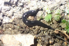 Kontikia ventrolineata