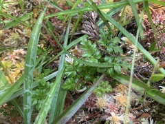 Coptis aspleniifolia