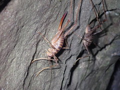 Pachyrhamma acanthocerum