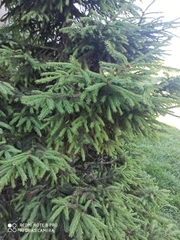 Picea abies