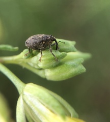Ceutorhynchus pallidactylus
