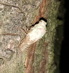 Cicada orni