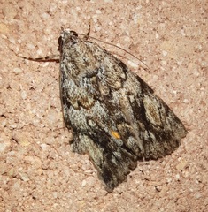 Catocala amica