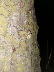 Cicada orni