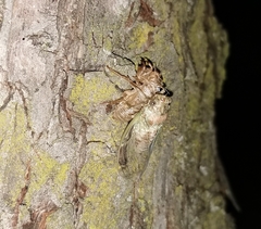 Cicada orni