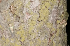 Cicada orni