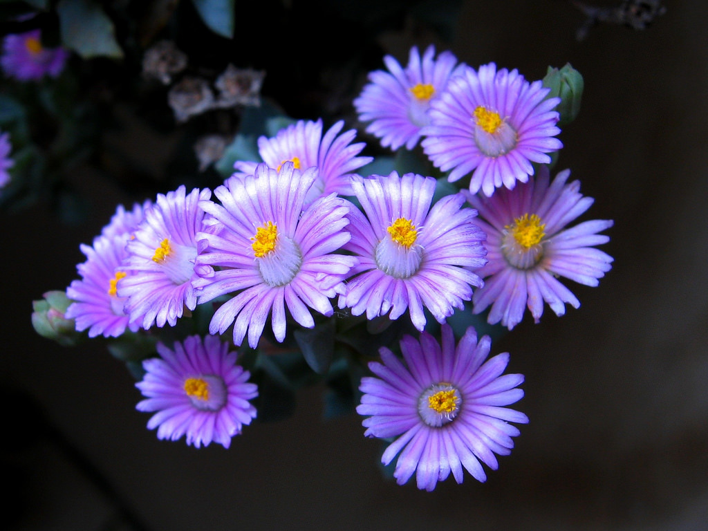 Oscularia