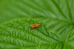 Olethreutes arcuella