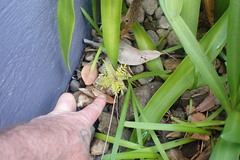 Jacaranda mimosifolia