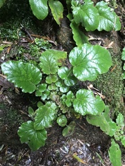 Francoa appendiculata