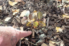 Loropetalum chinense