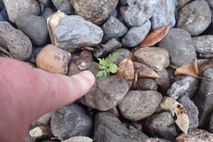 Jacaranda mimosifolia