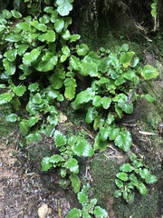 Francoa appendiculata