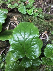 Francoa appendiculata
