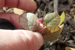 Loropetalum chinense