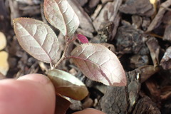 Loropetalum chinense