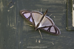 Glyphodes prothymalis