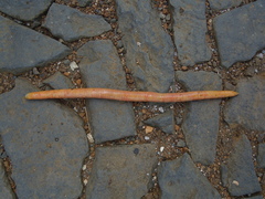 Schistometopum thomense