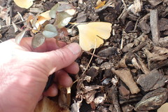 Loropetalum chinense