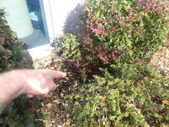 Loropetalum chinense