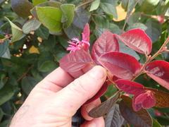 Loropetalum chinense