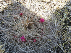 Mammillaria mystax