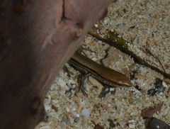 Caledoniscincus haplorhinus