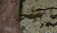Caledoniscincus haplorhinus