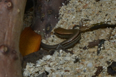 Caledoniscincus haplorhinus