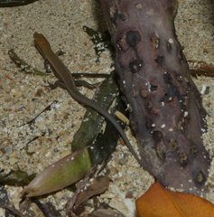 Caledoniscincus haplorhinus
