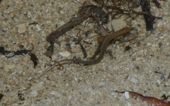 Caledoniscincus haplorhinus