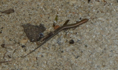Caledoniscincus haplorhinus