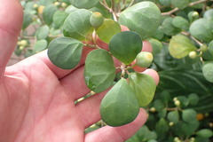 Ficus deltoidea