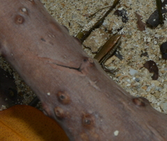 Caledoniscincus haplorhinus