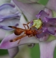 Ropalidia marginata marginata